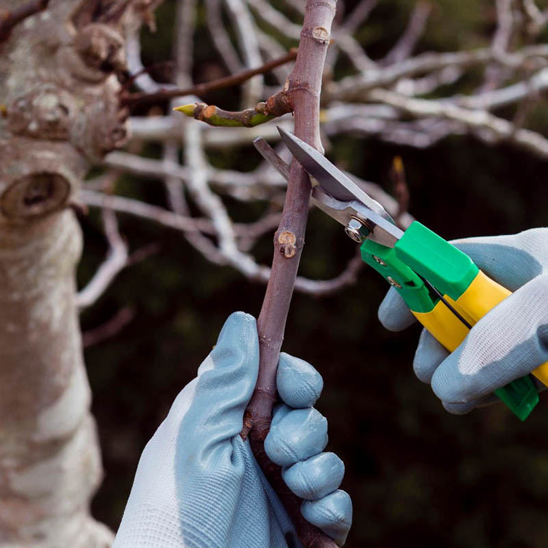 Beskärning av fruktträd